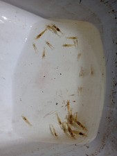 Freshwater grass shrimp - 20+,