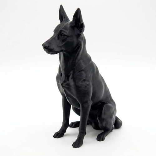 Belgian malinois dog - malinois,