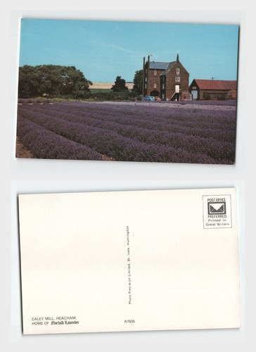 Vintage postcard caley - postcard,