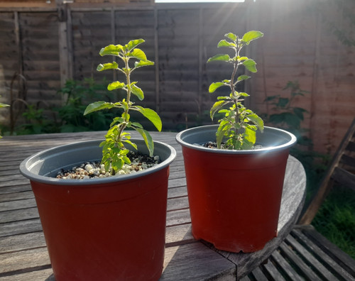 Holy basil plants - holy, plants-krishna