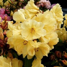 1 X RHODODENDRON 'GOLDEN WONDER' EVERGREEN BUSHY SHRUB HARDY GARDEN PLANT IN POT