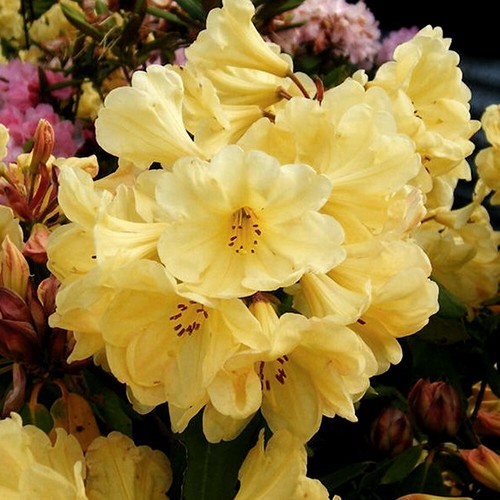 Rhododendron golden - 1, 'golden