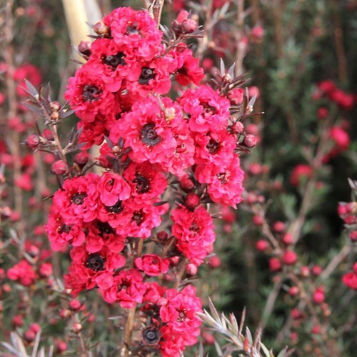 Leptospermum double rouge - double,