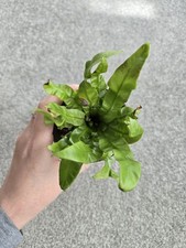 Crispy Wave Fern In 7cm Pot