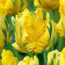 1 10 20 50 100 Eagle Wings Parrot Bright Yellow Tulip Spring Bulbs