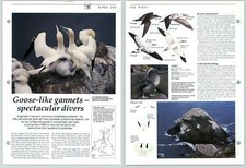 Goose Like Gannets Spectacular Divers - Birds - The Living Countryside Page