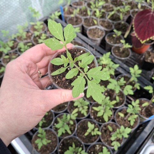 Tomato pokusa plants - tomato,