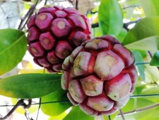 Kadsura coccinea - coccinea, x2,