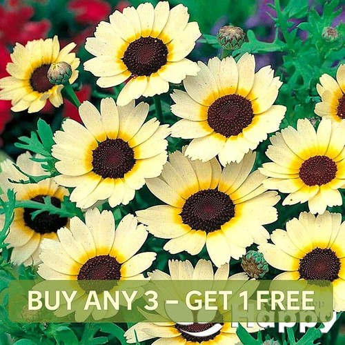 Corn marigold eastern star - corn,