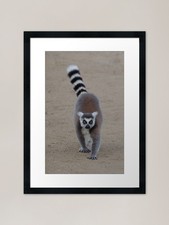 Ring Tailed Lemur Framed Art