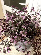 Indoor / House Tradescantia Family Callisia Repens Kribo Fresh Cut X 6