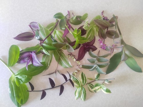 Or 5 variety plant - 21,,