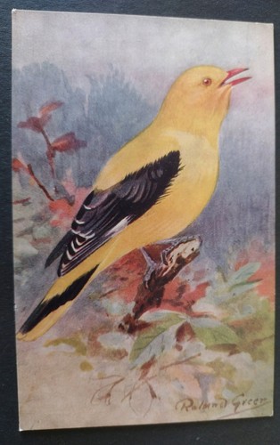 Bird postcard golden oriole - golden,