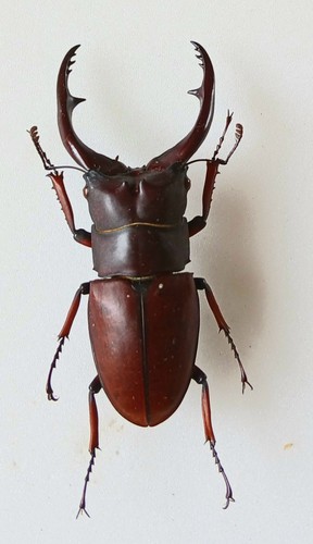 Prosopocoilus astacoides male - ,