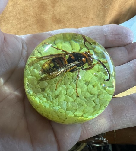 Large hornet paperweight - large, in