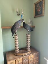 Taxidermy Arrangement Guineafowl Vulturine Exotic Tropical  Bird Art Sculpture