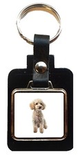 Miniature Poodle Dog Pet Black