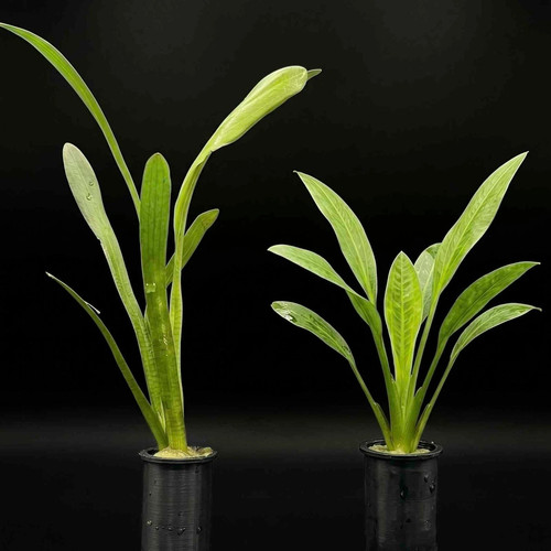Sagittaria subulata dwarf sag - sagittaria,