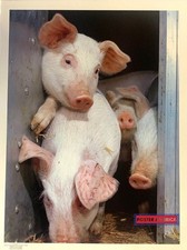 664205 Thomas Hovland Pigs