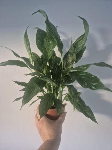 Spathiphyllum diamond - spathiphyllum,