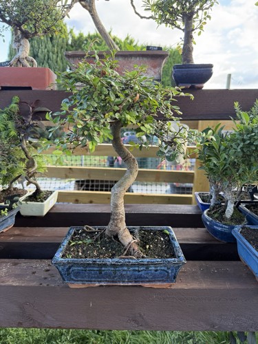 Chinese elm bonsai tree - elm,