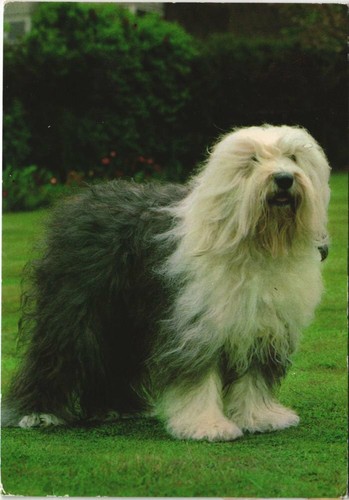 Cpa bobtail dog - cpa,