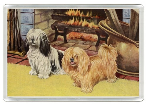 Lhasa apso dog - apso, magnet