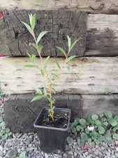 Salix Erythroflexuosa 'Golden Ness' colourful stemmed Willow, bare root plant