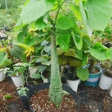 Adenia firingalavensis WYSIWYG
