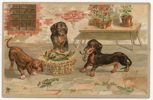Dachshund puppies and crayfish - puppies,