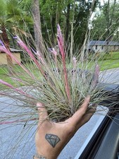 Large Tillandsia Bartramii Air