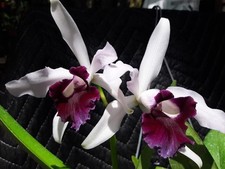 Cattleya irrorata Orchid FS