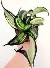 Sansevieria Twirl star Pot 9.5