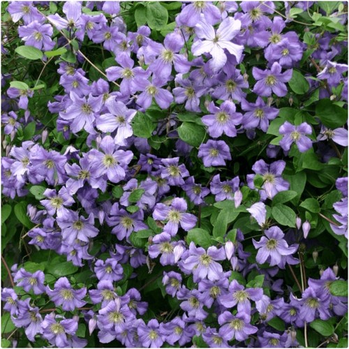 Clematis prince charles - 'prince, 3