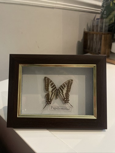 Framed taxidermy butterfly - taxidermy,