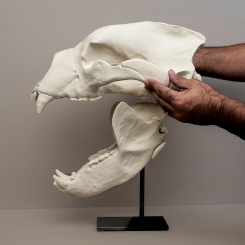 Short faced bear - short-faced,