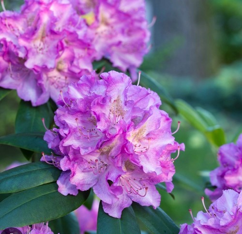 Sale rhododendron alfred - rhododendron,