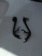 Pair of Carrion Crow Feet -  Freepost - Goth / Pagan / Occult / Arts & Crafts