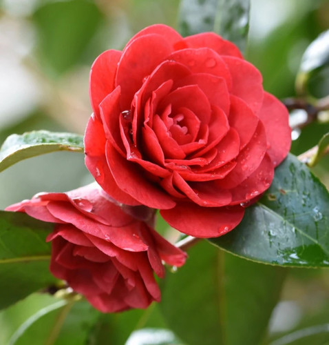 Camellia japonica williamsii - camellia,