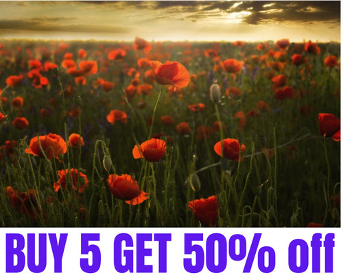 Red garden poppy - red,