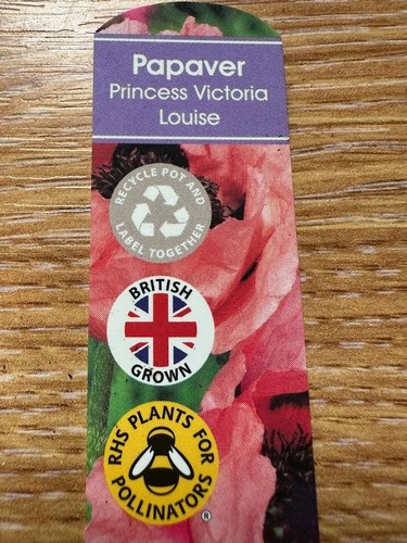 Poppy princess victoria - poppy,