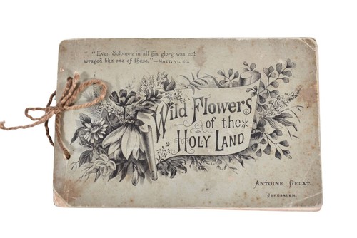 Wild flowers the holy land - of,