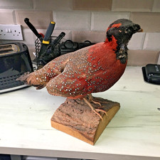 Taxidermy temminck tragopan - temminck's,