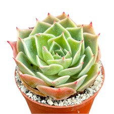 Echeveria secunda var. glauca