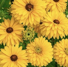 Rudbeckia 'Golden Daises' 12x