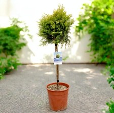 Leylandii cypress Gold Rider Patio Tree in 7L Pot - 1m Lollipop Stem Conifer