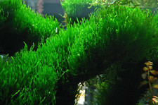 Flame Moss Taxiphyllum sp