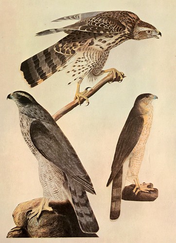 John james audubon goshawk - james, &