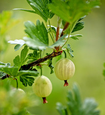 5 Gooseberry Plants