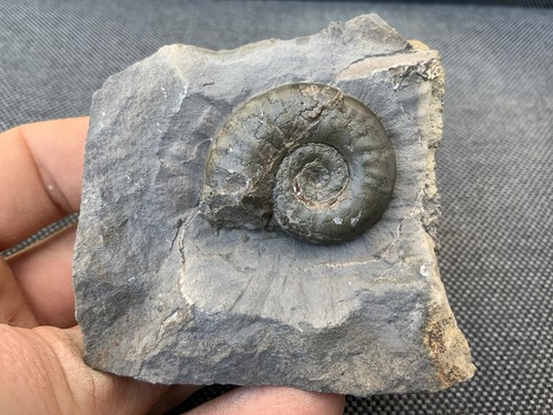 Grammoceras jurassic - grammoceras, sp.